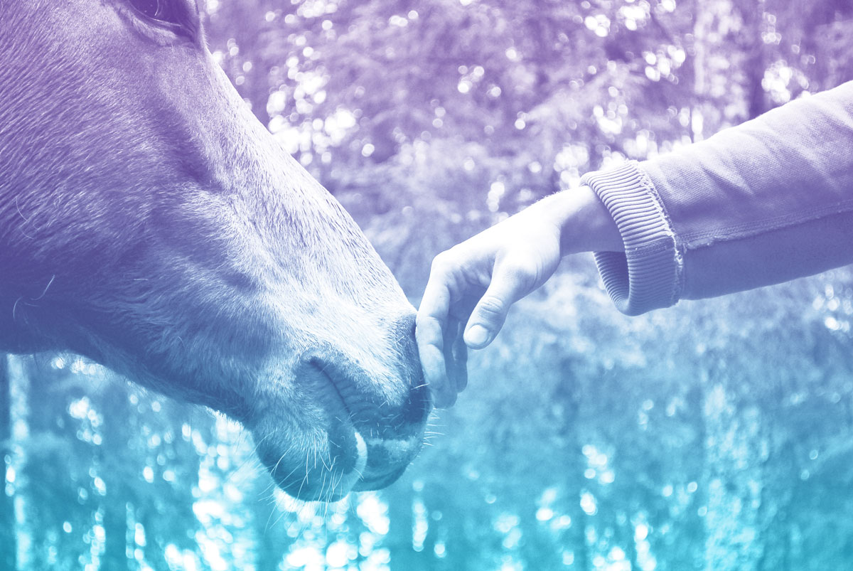 Equine-Therapy-Feat-Img Equine Therapy