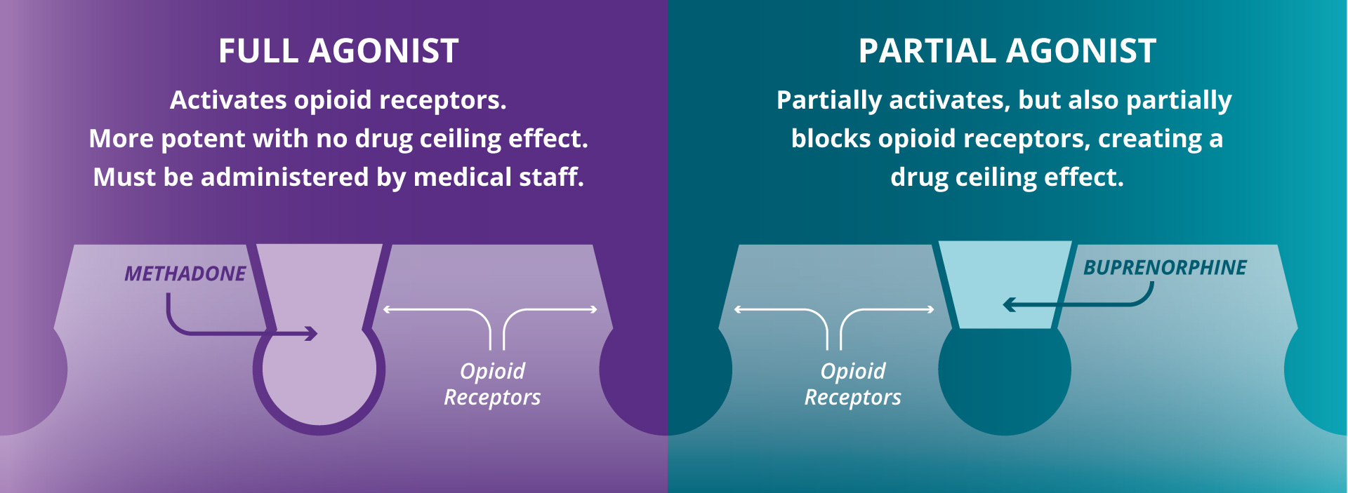 Infographic-Partial-vs-Full-Agonist