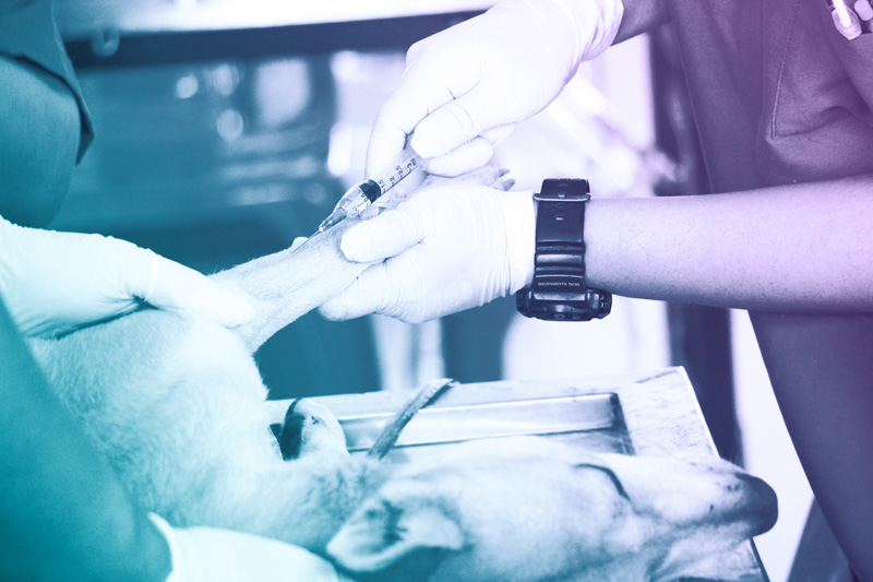 ketamine-veterinary-use Ketamine Veterinary Use